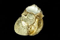 藏品(草蓆鐘螺)的圖片